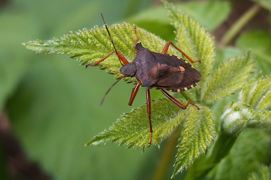 Foliage Bug Macro