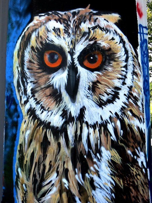 artwork of the owl