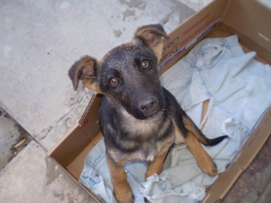 dog in a cardboard box in the street