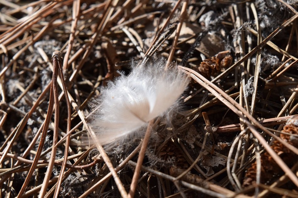 bird feather on dry grass in spring