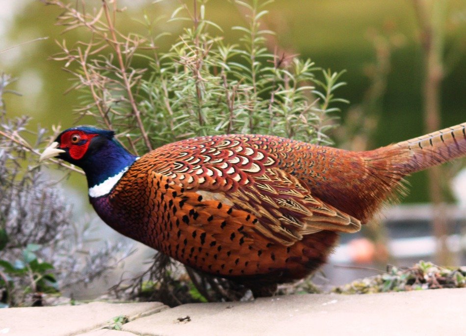 Phasianus Colchicus