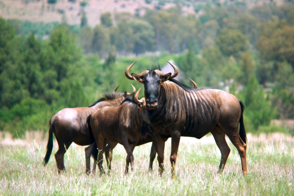 adult male and female Gnu antelopes in wild