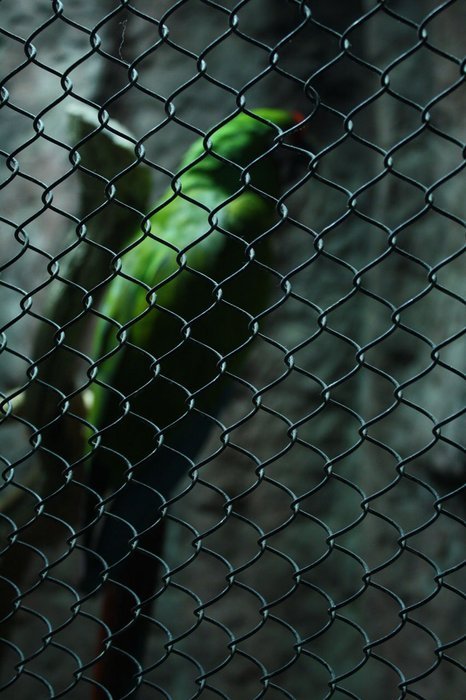 View of the colorful and beautiful Parakeet colorful Bird from the fence