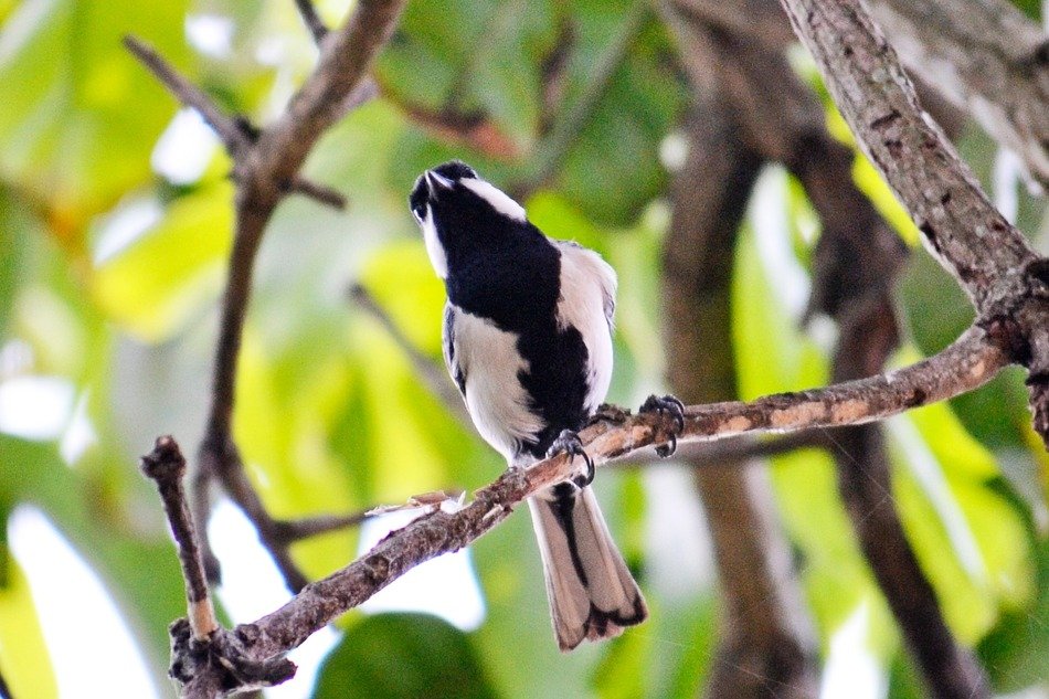 great black and white tit in Ceylon