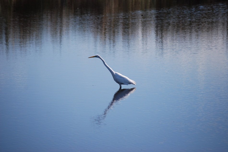 white wild heron stands in the middle of the lake
