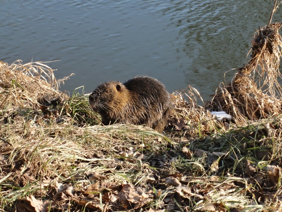 wild Nutria Animal Rodent near the water