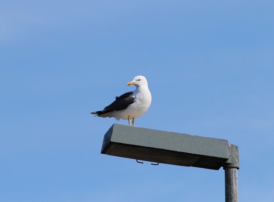 herring gull on the street lamp