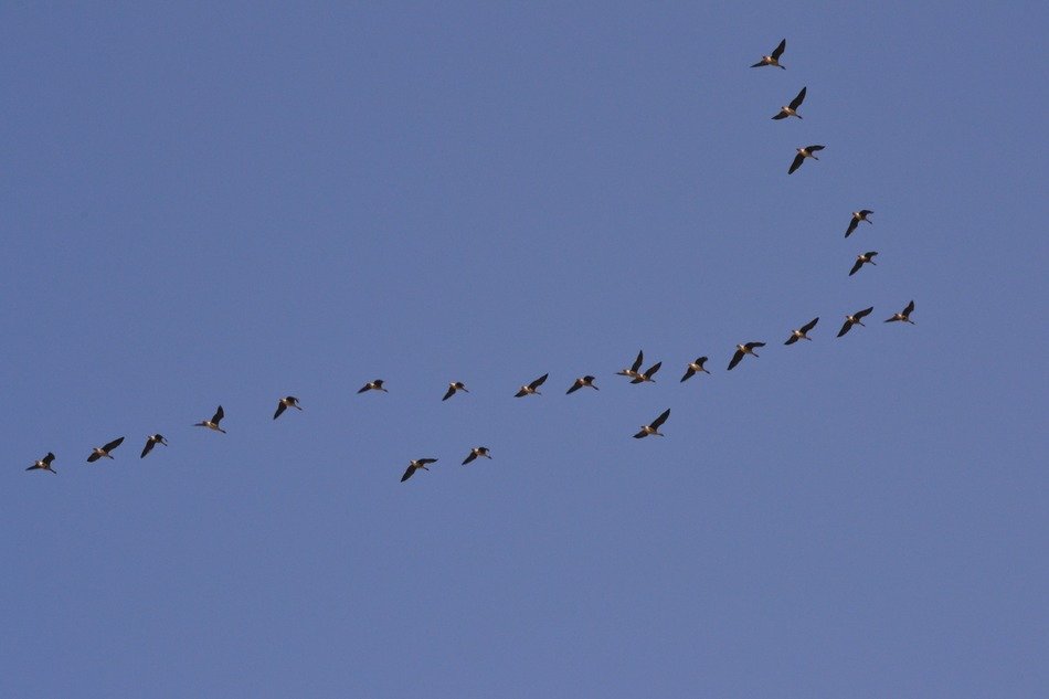 Flock of the ducks