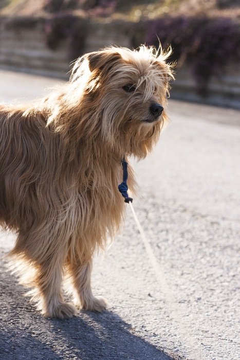 Dog hybrid on the road