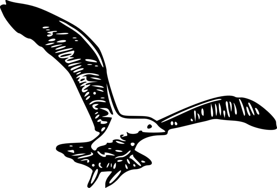 Gull Bird with Spread Wings sketch