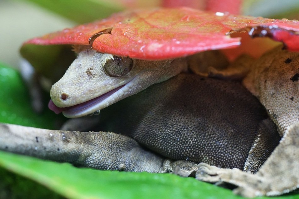 Crown gecko under the leaf