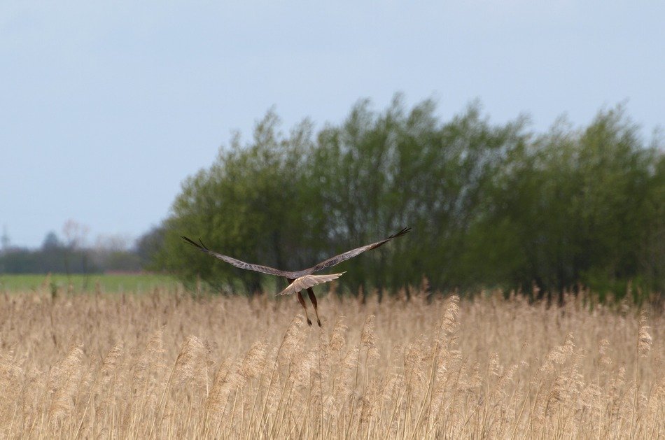 bird of prey in flight over the field