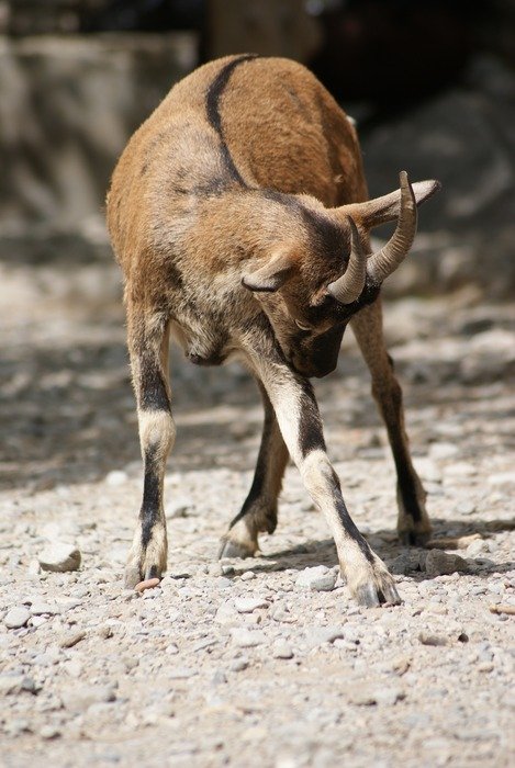 Goat in Sarna