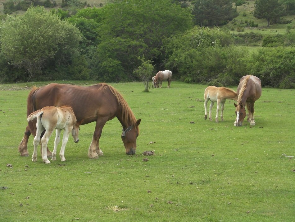 Landscape of the field with the horses