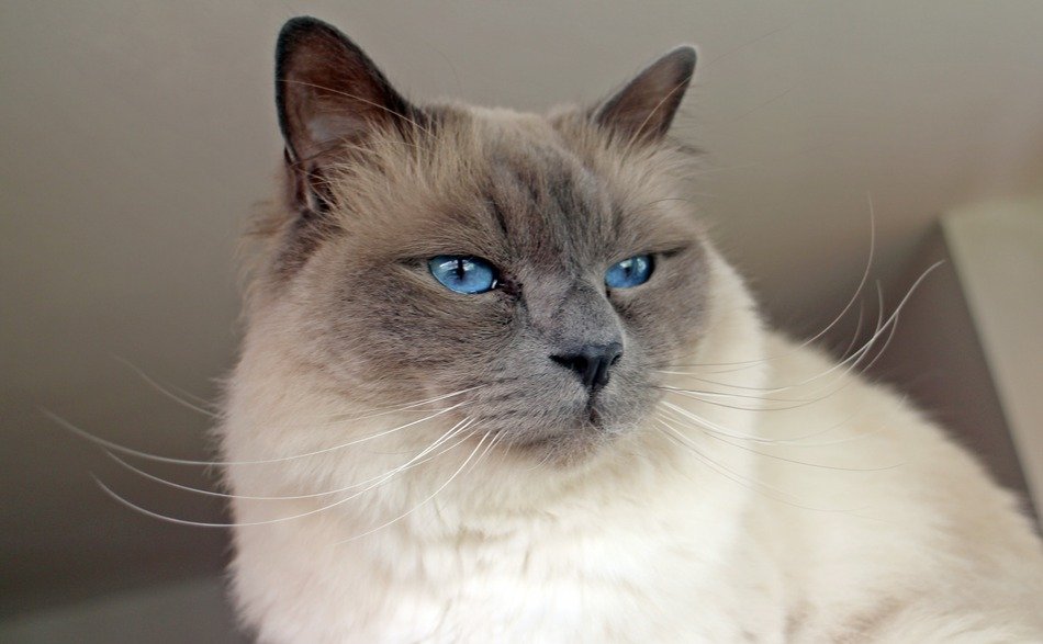 portrait of a thoroughbred sacred birman cat