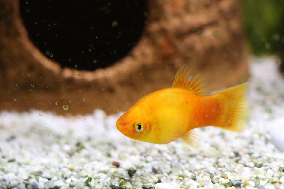 fish in an aquarium near the Castle