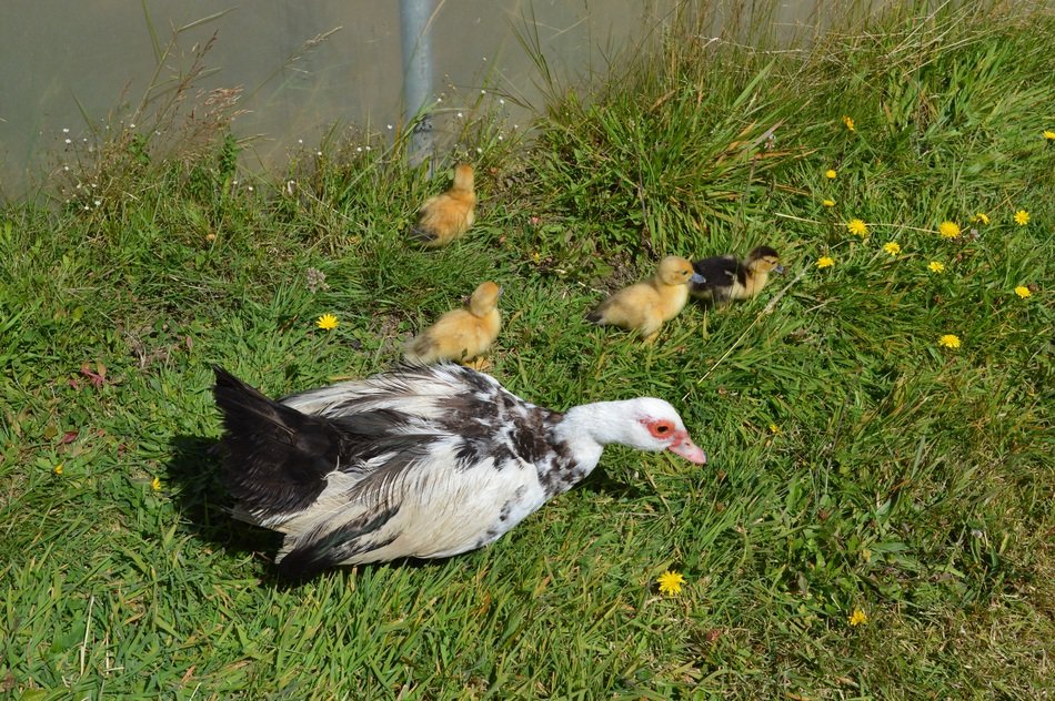 Duck in spring
