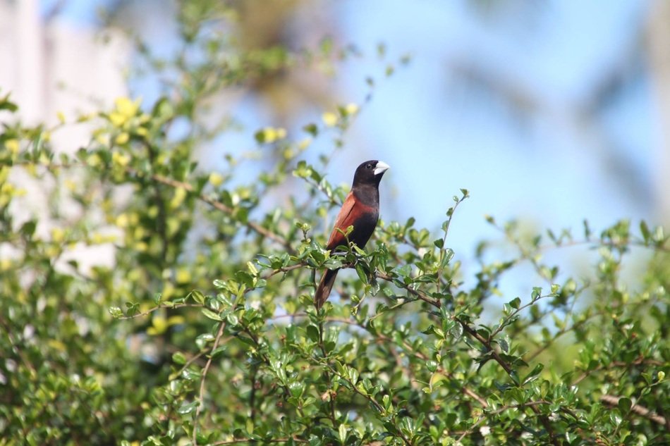 little bird on the bush on blue sky background