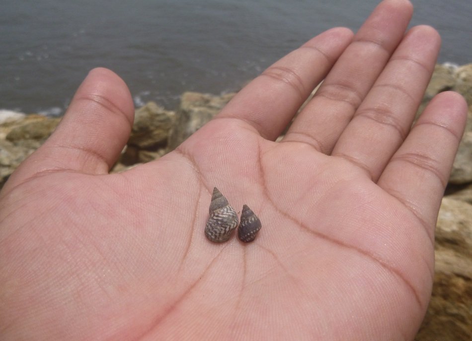 two small shells on the hand