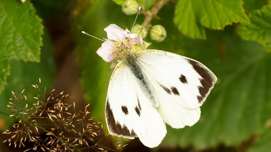 white cabbage butterfly in wildlife