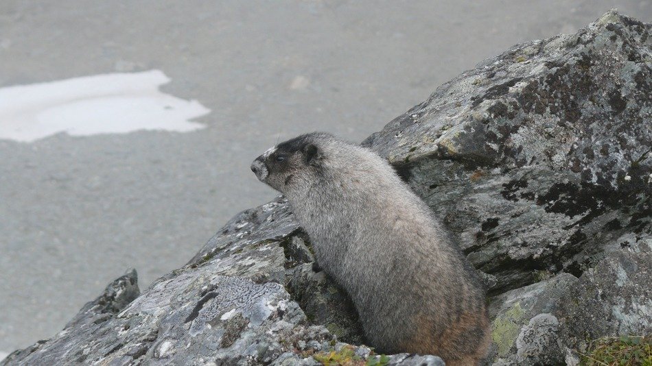 charmingly cute Marmot Rodent