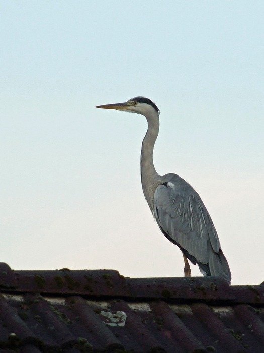 grey heron on the roof