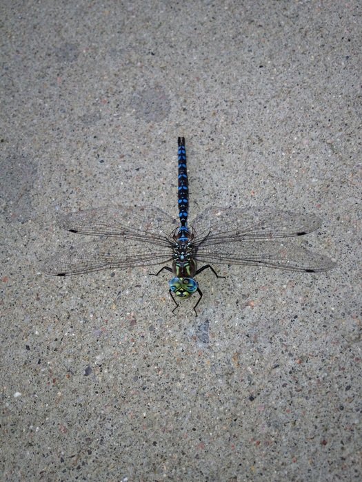 delicious Dragonfly Nature