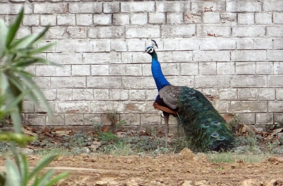 peacock in india