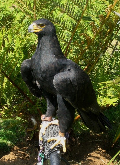 Black eagle in the wildlife