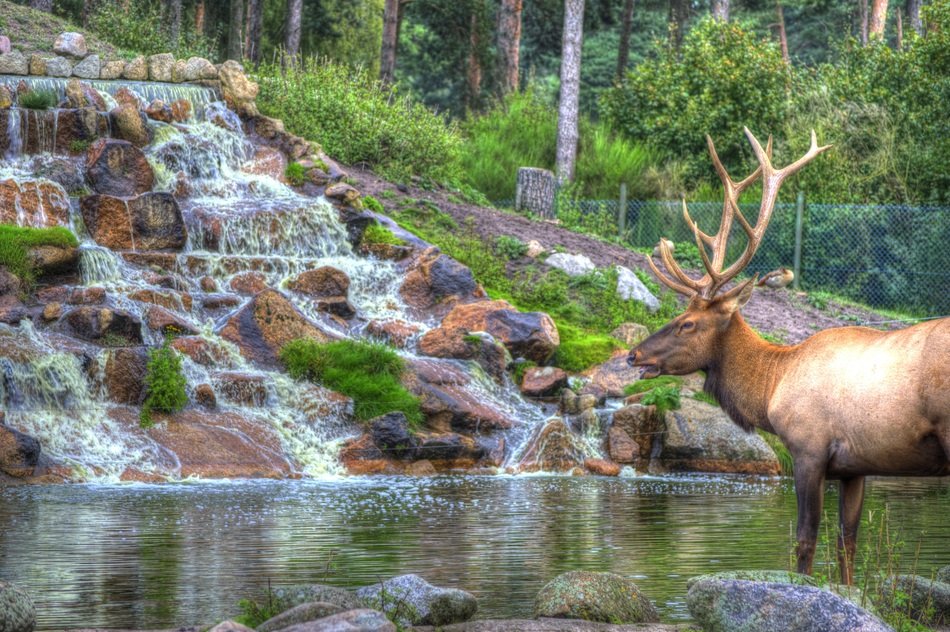 wild antler near water in serengeti national park