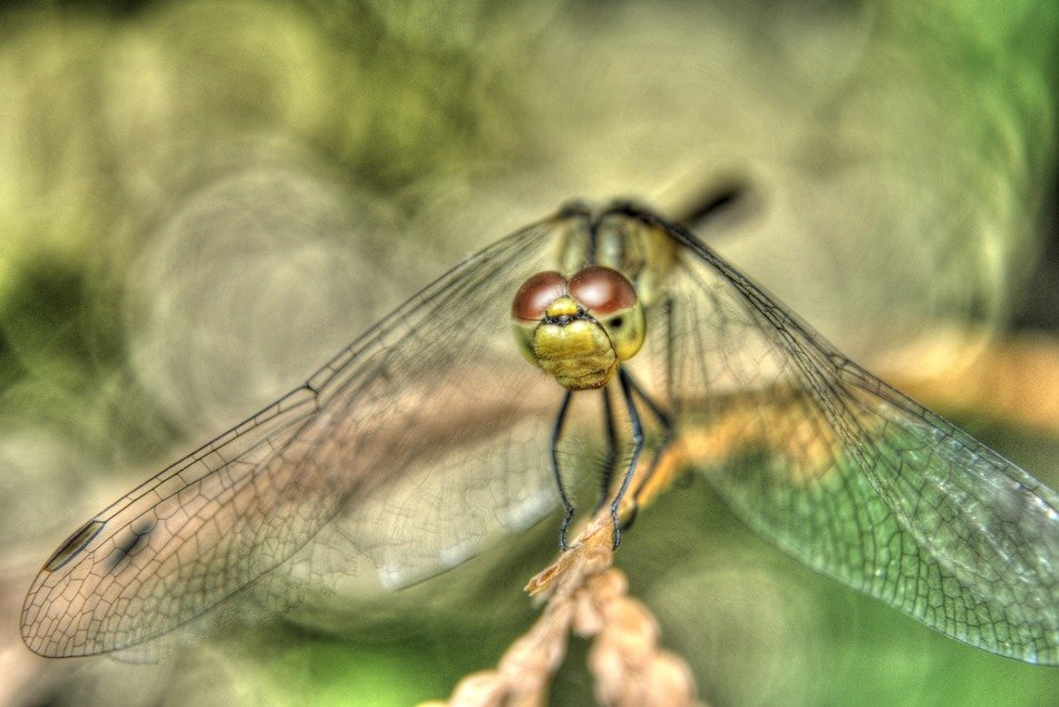transparent wing insect