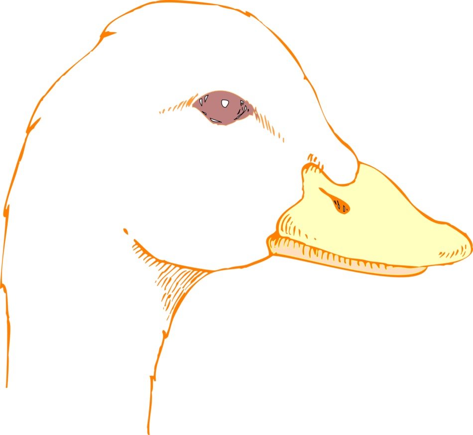 Head of the duck clipart