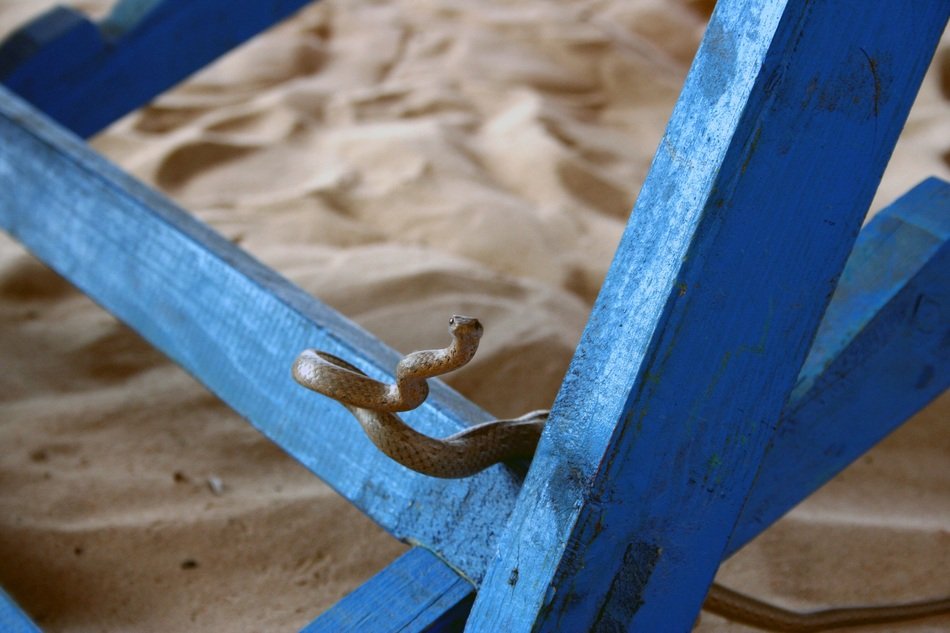 Sand Snake