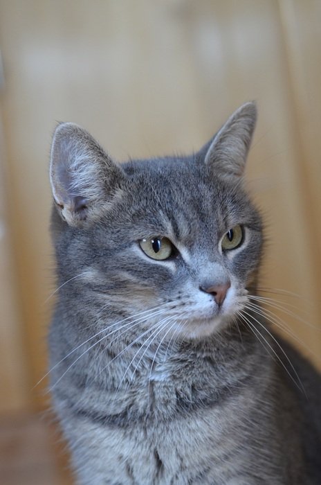 grey Cat looking aside, head portrait