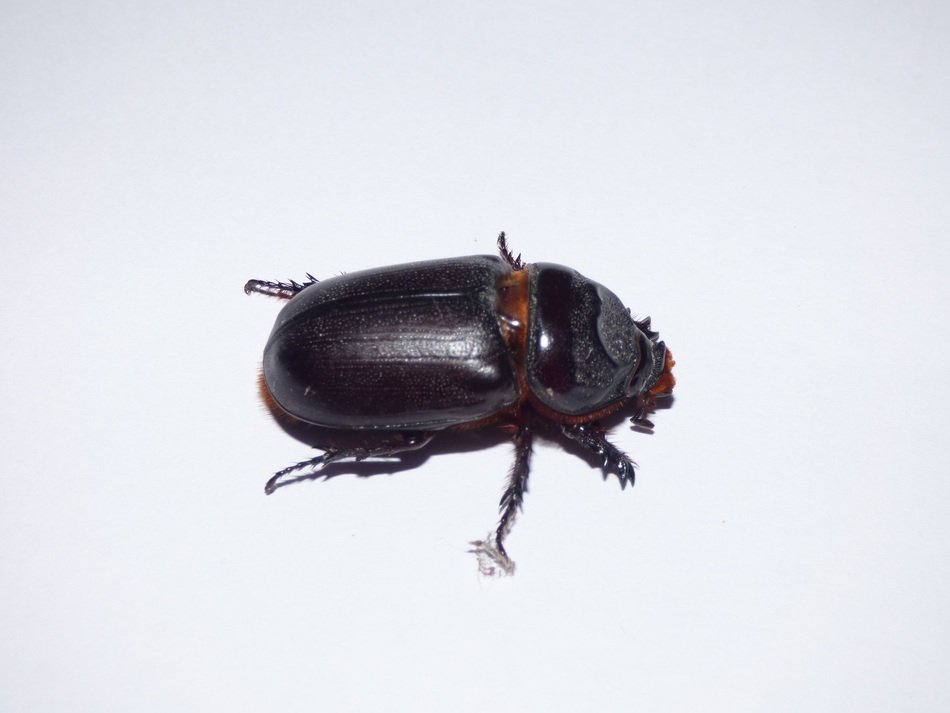 beetle on white