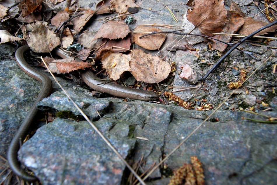 slow worm among autumn foliage