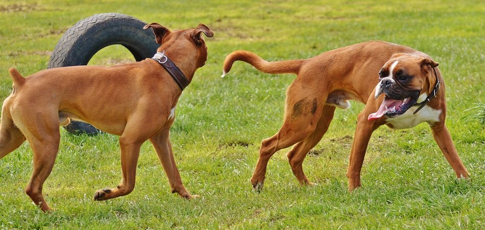 playing boxer dogs