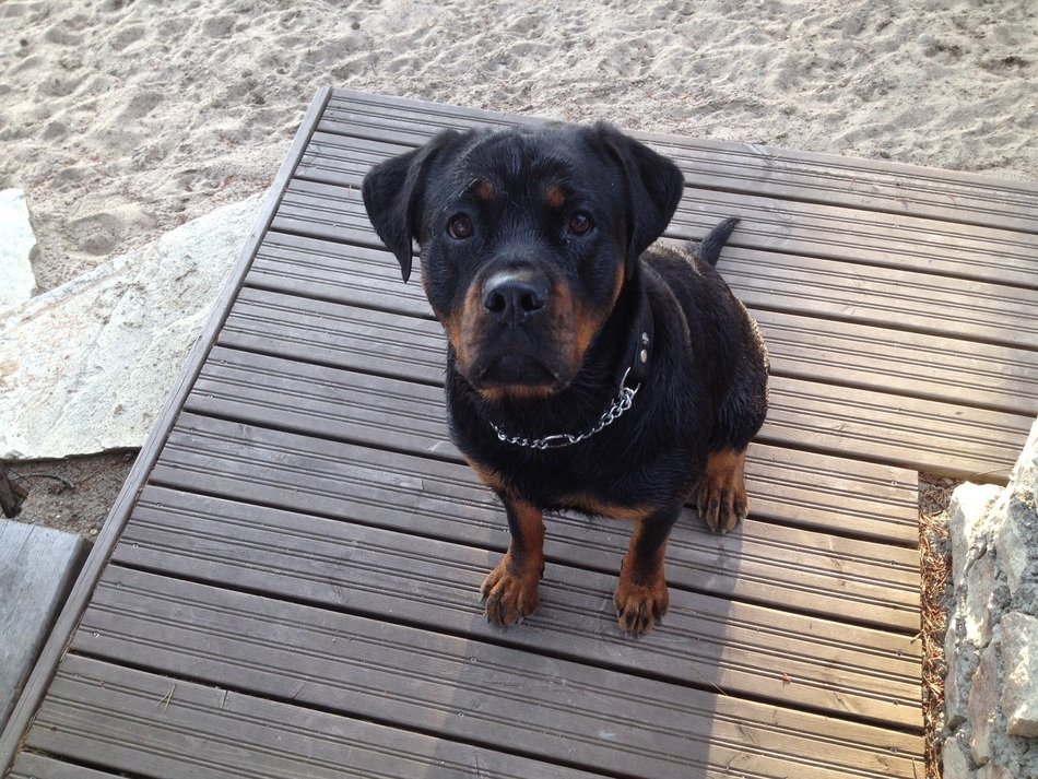 Rottweiler on the beach