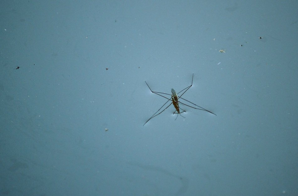 beautiful and cute small Insect