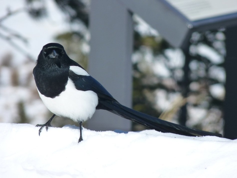 bird on the mountain in Colorado