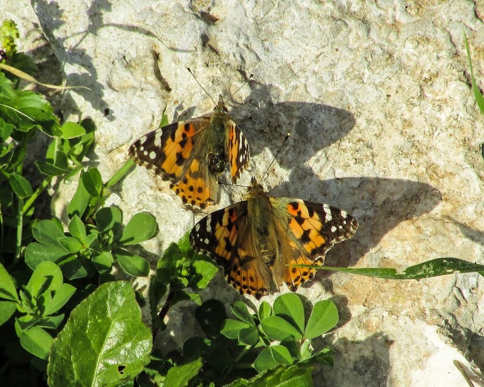 beautiful butterflies on the stone