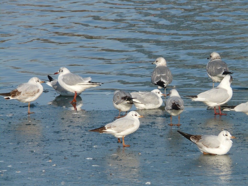seagulls in the water near the shore