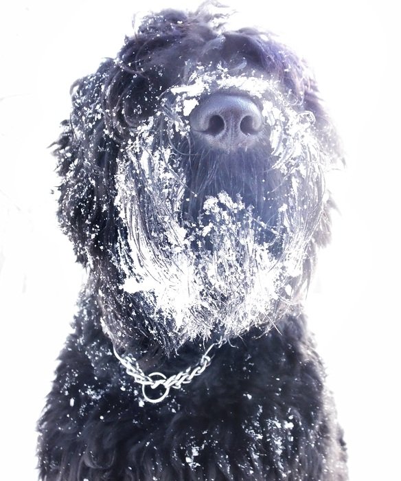 Cute and beautiful black Russian terrier in the snow in winter