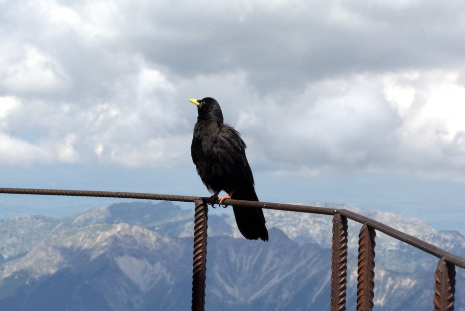attractive Raven Bird