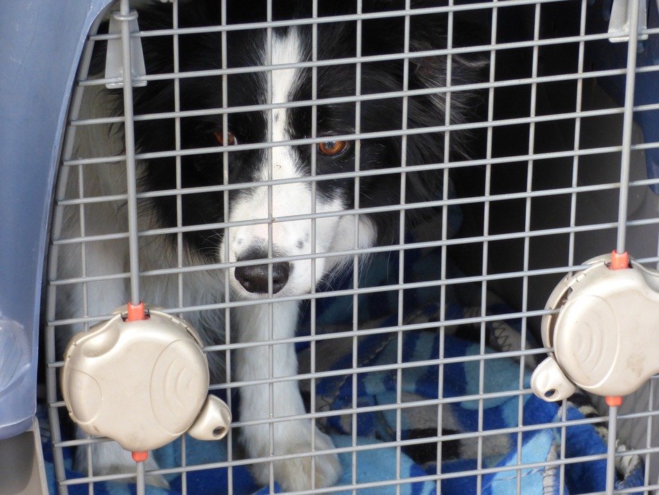 border collie in the carriage