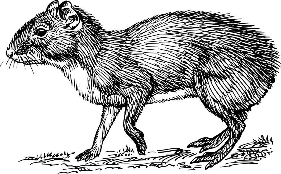 black and white graphic image of rodent agouti