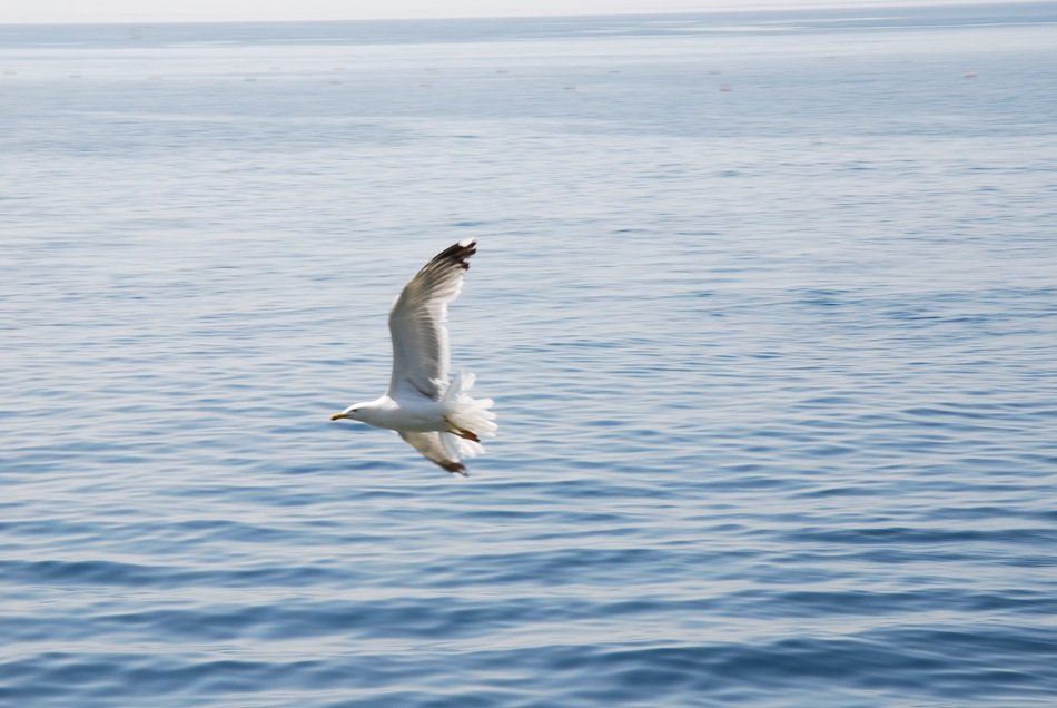 Mediterranean Gull Bird
