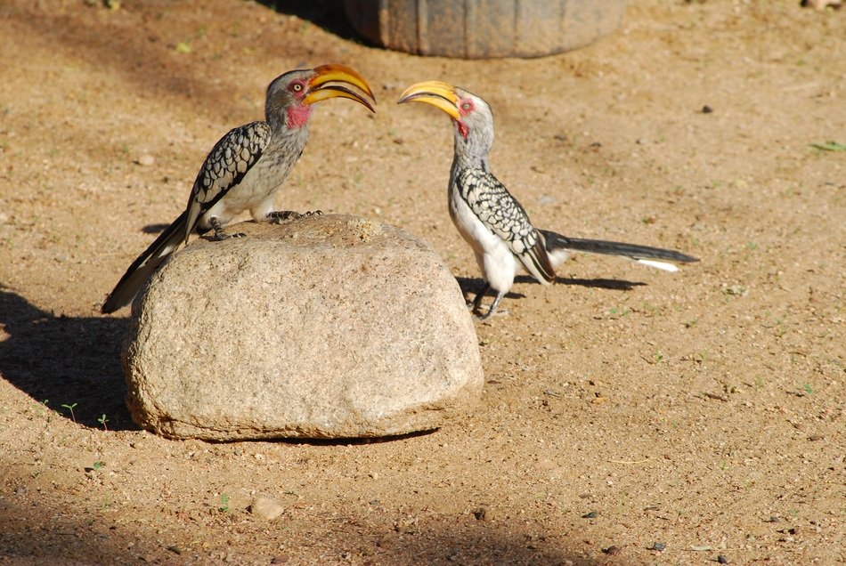 African Birds on a big stone