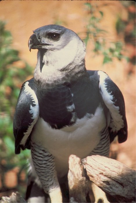 American harpy eagle looking aside