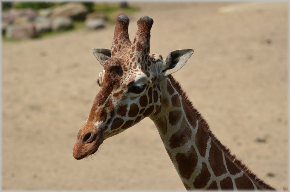 The giraffe is a genus of African even-toed ungulate mammals